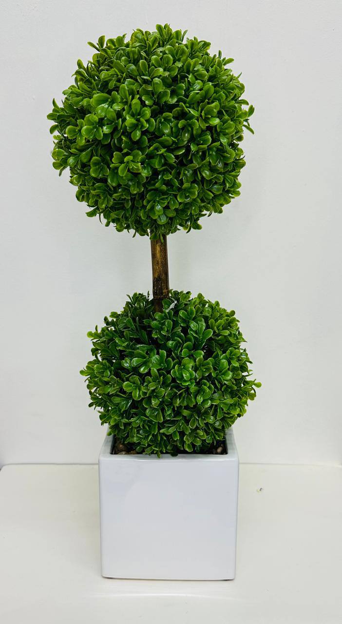 PLANTA DECORATIVA