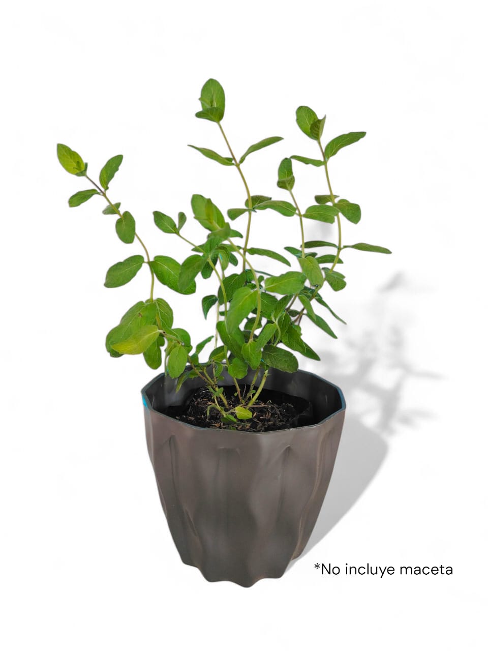 MENTA