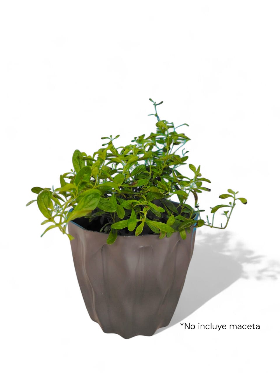 MENTA CHINA